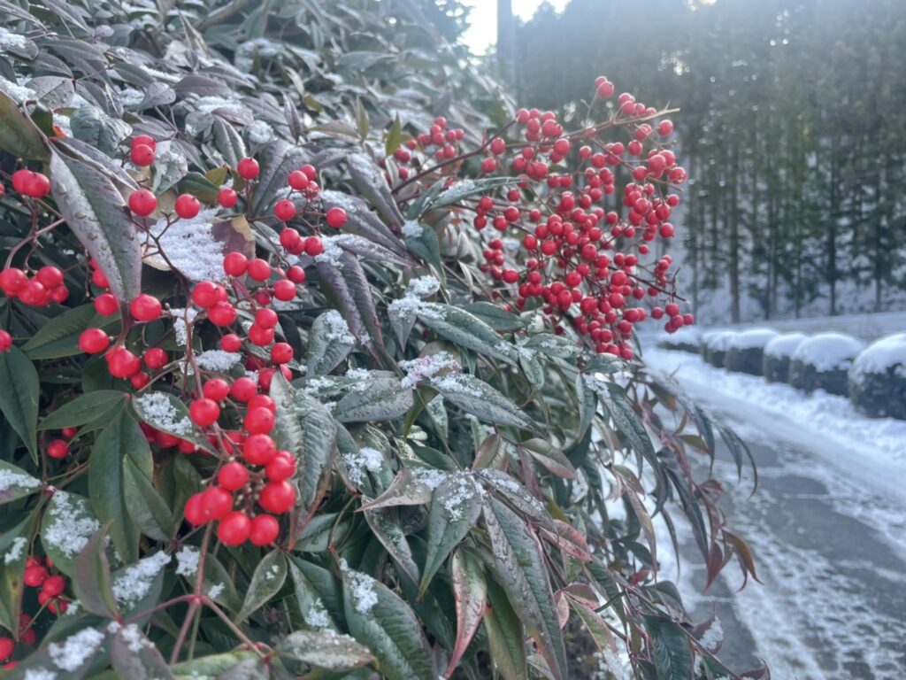 雪と南天