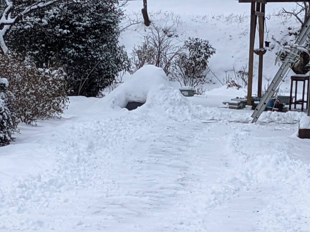 かまくら2週間後