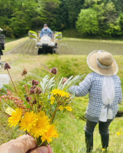 田舎の田植え風景