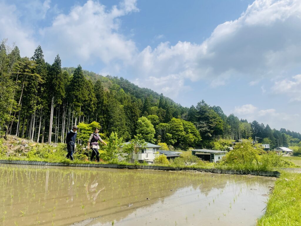 田んぼ